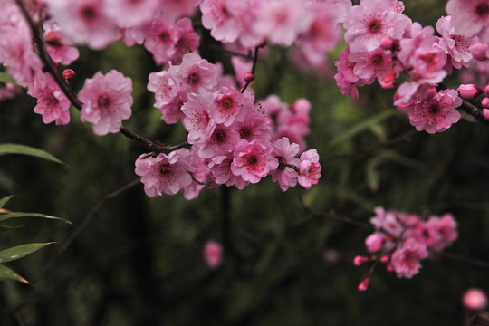梅花圖片