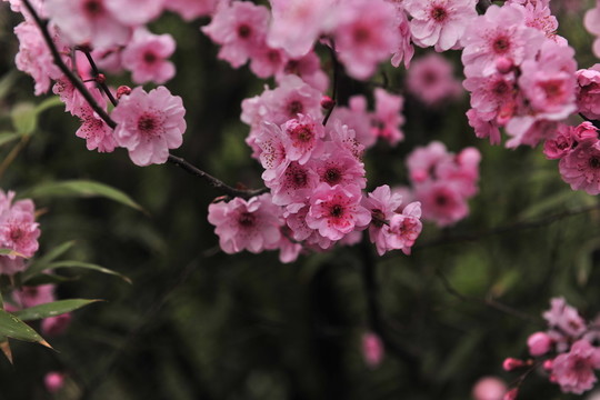 梅花