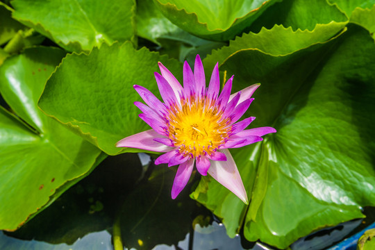 泰國(guó)睡蓮