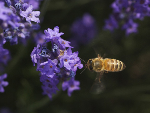 蜜蜂