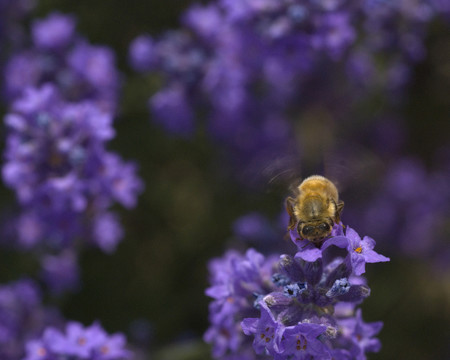 蜜蜂