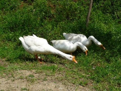 鵝