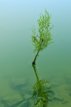 樹木 湖泊