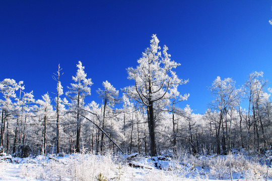林海雪原樹林