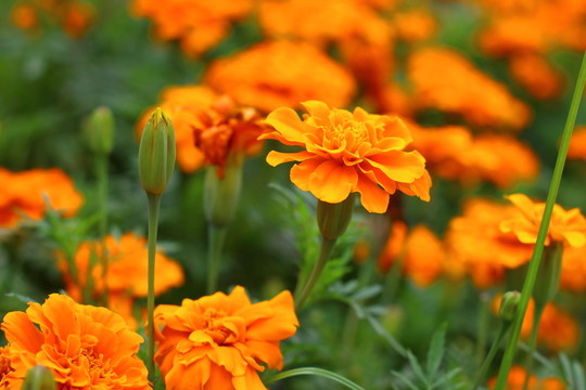 萬壽菊