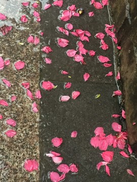 桃花滿地