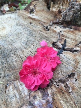 桃花創(chuàng)意特寫