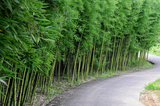 竹林
