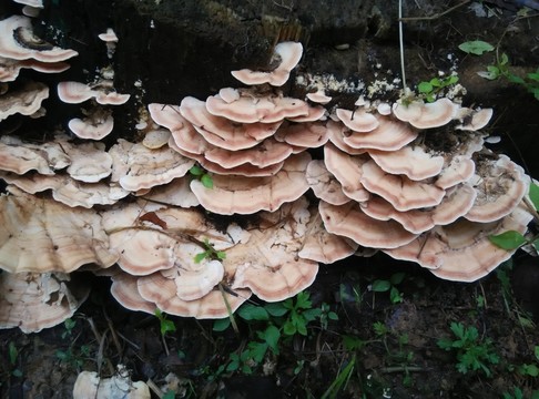野生菌