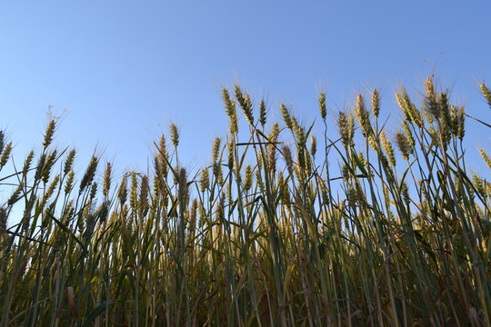 麥田