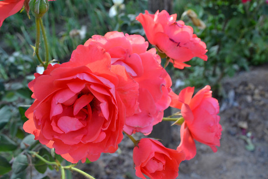 玫瑰花