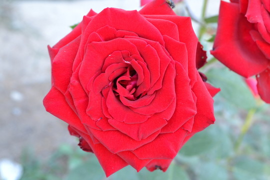 玫瑰花