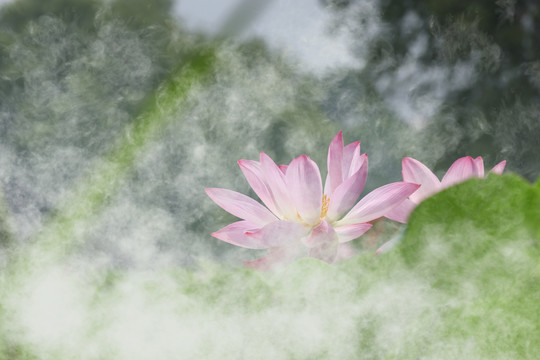 荷花