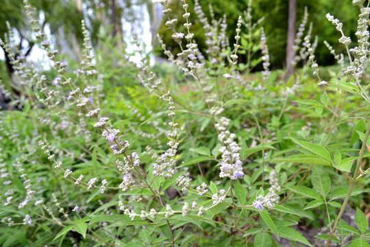 紫荊花