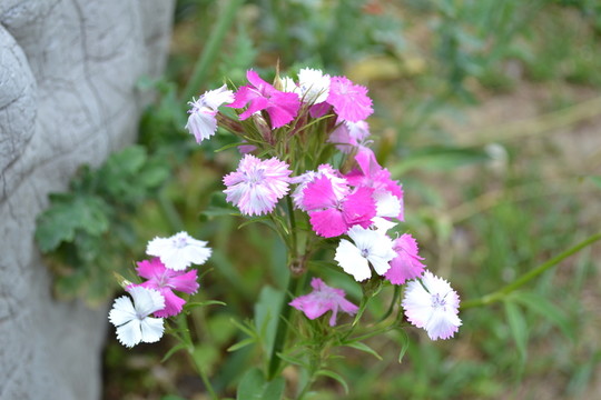 石柱子花 石竹花
