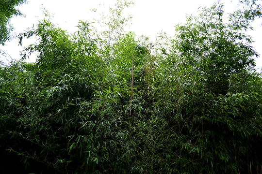 竹林