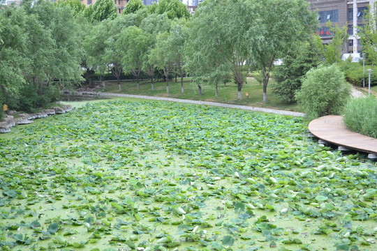 荷葉 荷塘