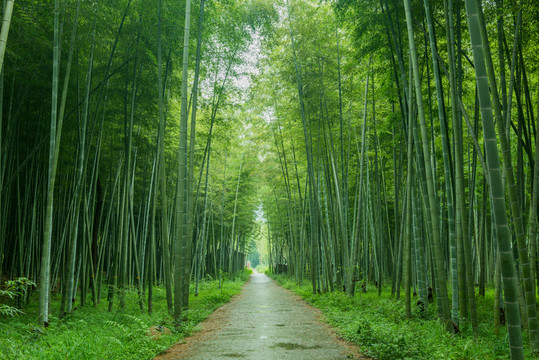 竹林