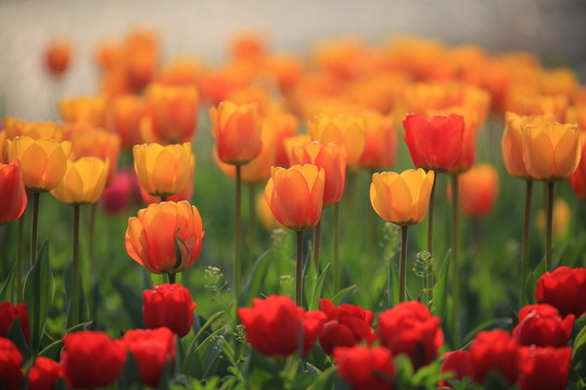 郁金香花海
