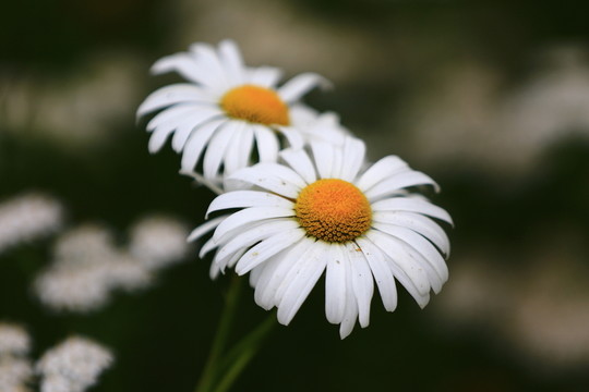雛菊