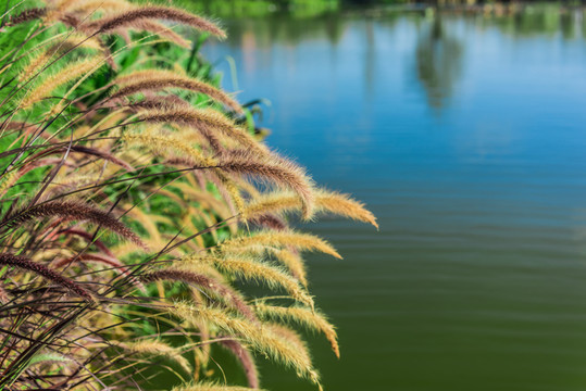 綠植背景