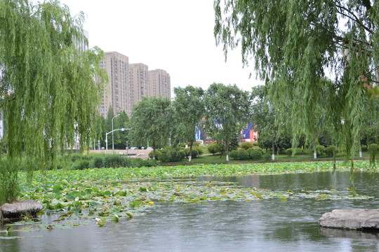 公園風(fēng)景
