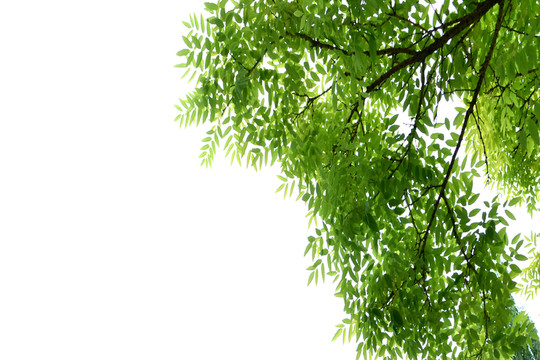 綠葉