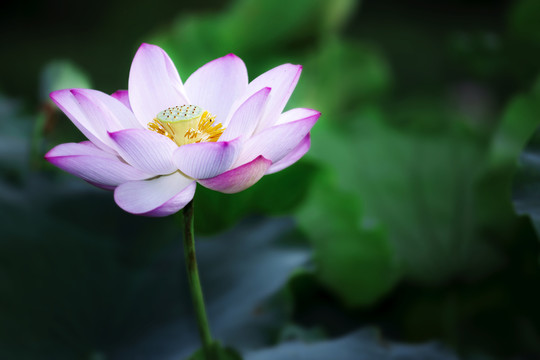 荷花