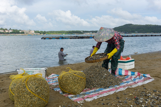 渔民 捕鱼 人 海 贝壳