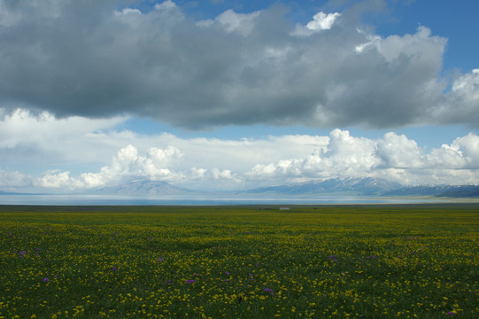 賽里木湖花海