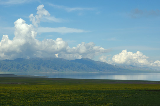 賽里木湖花海