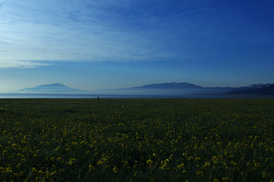 賽里木湖花海