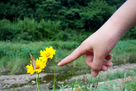 非洲菊 小野花