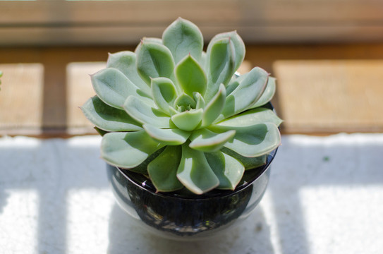 月亮仙子多肉植物