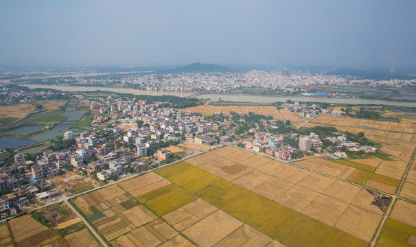 稻田 美麗鄉(xiāng)村 金黃色