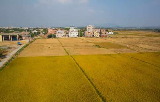 稻田 美麗鄉(xiāng)村 金黃色