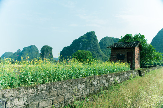 桂林的山邊油菜花