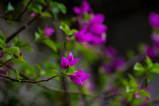 葉子花 三角梅