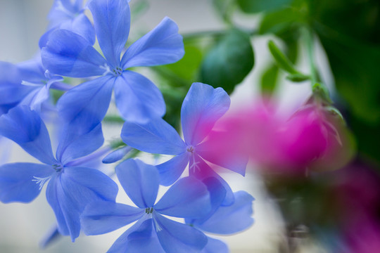 藍雪花