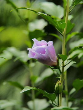 木槿花 園林綠化 花卉
