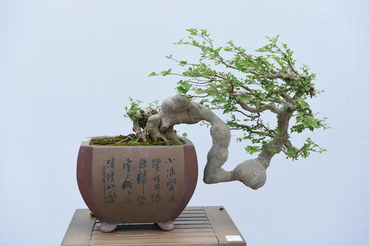 盆栽盆景