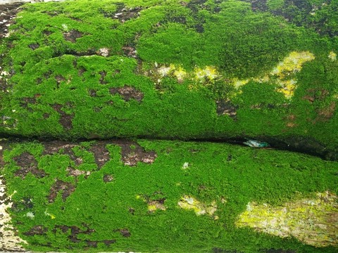 苔蘚