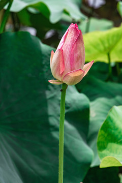 荷花花苞