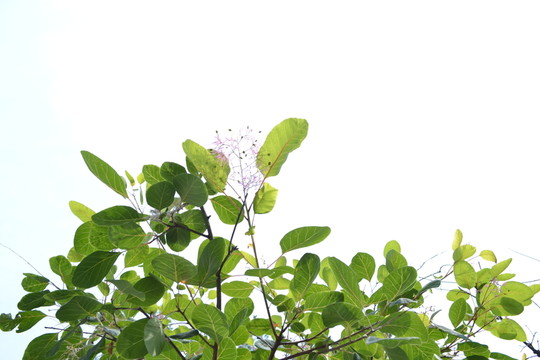 綠葉