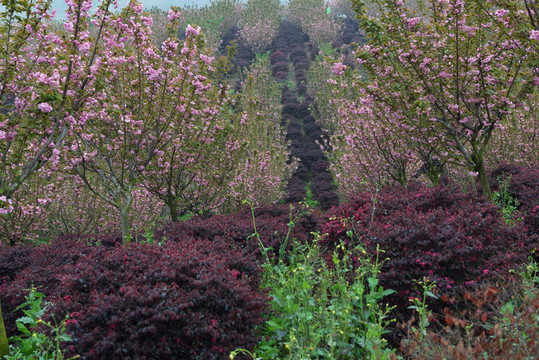 櫻花 櫻花園
