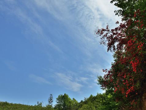 映山紅 杜鵑花