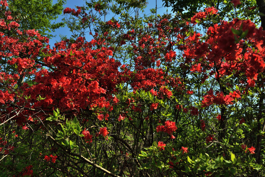 映山紅 杜鵑花