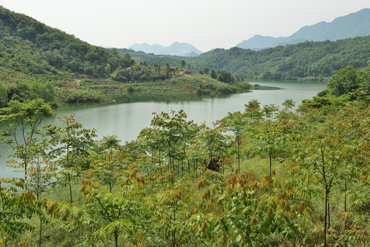 水庫 風景 田園風光