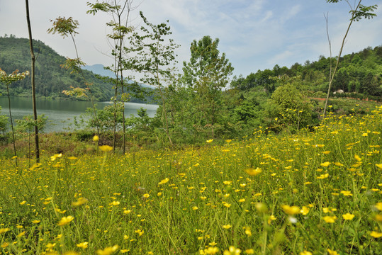 水庫 風景 田園風光