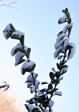 常青樹上的積雪